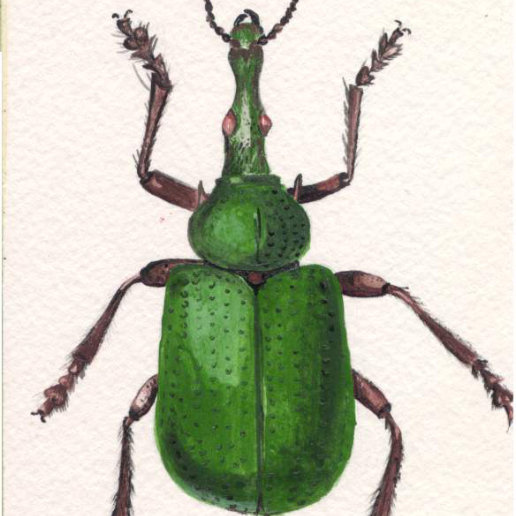 Green Bug